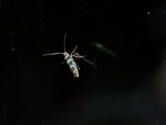 Argyresthia goedartella
