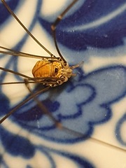 Leiobunum limbatum