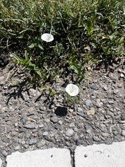 Convolvulus arvensis