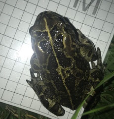 Sclerophrys pantherina