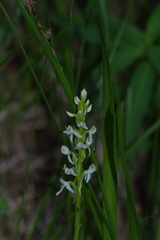 Platanthera dilatata leucostachys