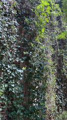 Hedera helix