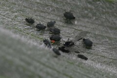Aphidomorpha