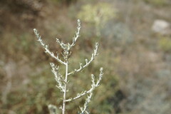 Artemisia taurica