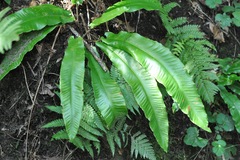Asplenium scolopendrium