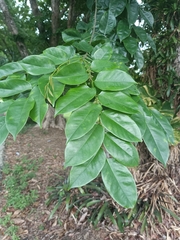 Pterocarpus indicus