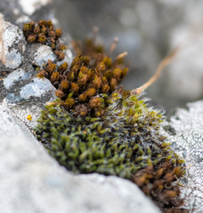 Orthotrichum anomalum