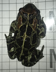 Sclerophrys pantherina