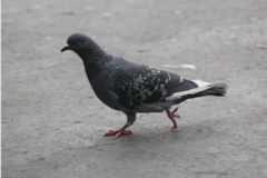 Columba livia domestica