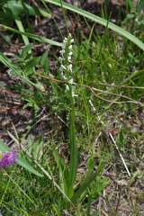 Platanthera dilatata leucostachys