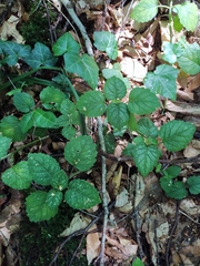 Lamium galeobdolon