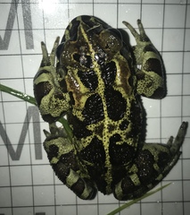 Sclerophrys pantherina