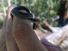 Thamnophis elegans vagrans