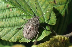 Rhaphigaster nebulosa