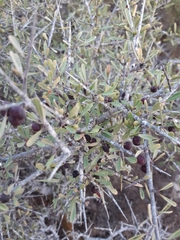 Rhamnus lycioides