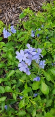 Plumbago auriculata