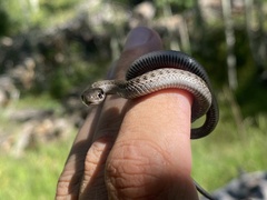 Thamnophis elegans vagrans