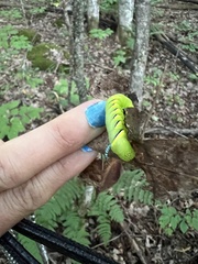 Sphinx kalmiae