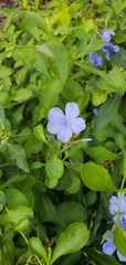 Plumbago auriculata