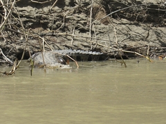 Crocodylus moreletii
