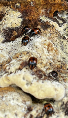 Diaperis nigronotata