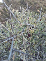 Rhamnus lycioides