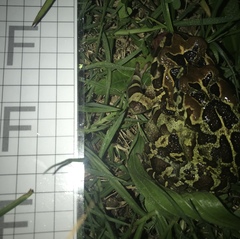 Sclerophrys pantherina