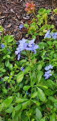 Plumbago auriculata