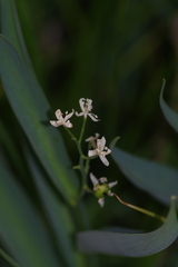 Maianthemum stellatum