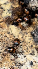 Diaperis nigronotata