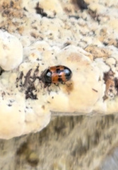 Diaperis nigronotata