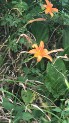 Hemerocallis