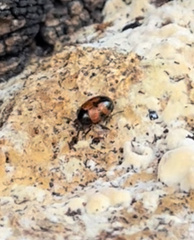 Diaperis nigronotata