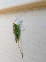 Conocephalini