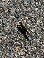 Trimerotropis pallidipennis