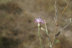 Centaurea caprina