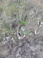 Petasites spurius