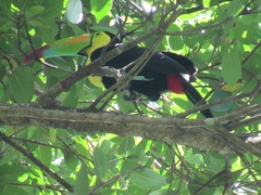 Ramphastos sulfuratus