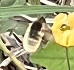 Bombyliinae