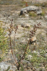 Hypericum elongatum