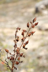 Hypericum elongatum