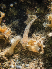 Gobius incognitus
