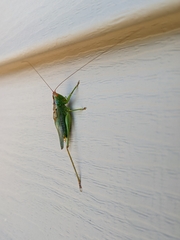Conocephalini