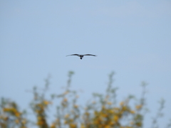 Rostrhamus sociabilis