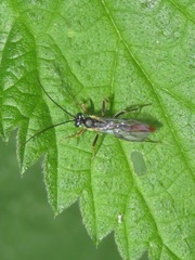 Crypteffigies lanius