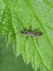 Crypteffigies lanius