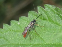 Crypteffigies lanius