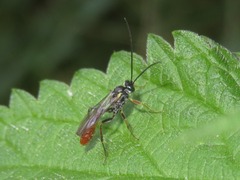 Crypteffigies lanius