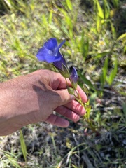 Gentianopsis