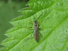 Crypteffigies lanius